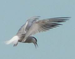 Sterna hirundo longipennis