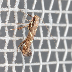 Caloptilia triadicae