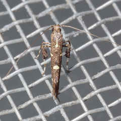 Caloptilia triadicae