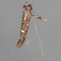 Caloptilia triadicae