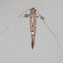 Caloptilia triadicae