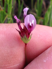 Trifolium willdenovii