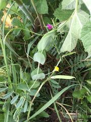 Lathyrus aphaca