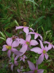 Sabatia brachiata