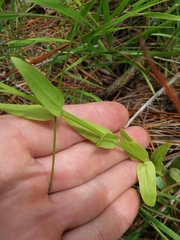 Sabatia brachiata