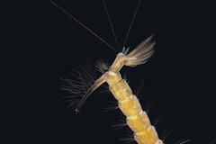 Culex cheesmanae