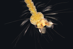 Culex cheesmanae