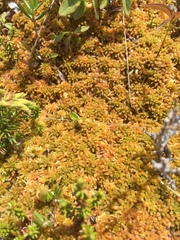 Sphagnum austinii