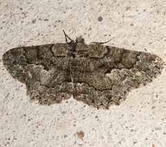 Peribatodes ilicaria