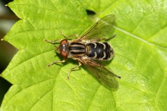 Anasimyia interpuncta