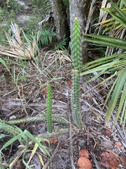 Harrisia aboriginum