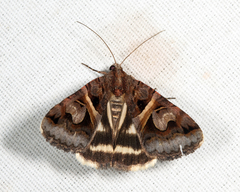 Drasteria grandirena