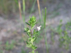 Veronica dillenii