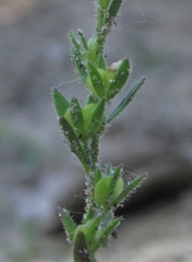 Veronica dillenii