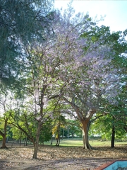 Bignoniaceae