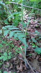 Chaerophyllum aureum