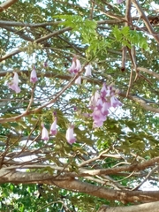 Bignoniaceae