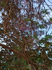 Bignoniaceae