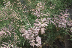 Tamarix africana