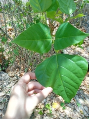 Erythrina