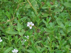 Bacopa monnieri