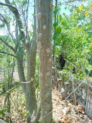 Erythrina