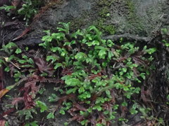 Selaginella repanda