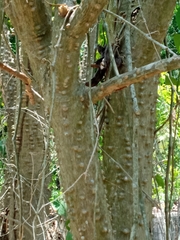 Erythrina