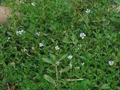 Bacopa monnieri