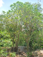 Erythrina