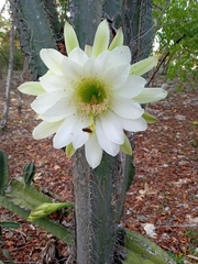 Cereus hexagonus