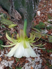 Cereus hexagonus