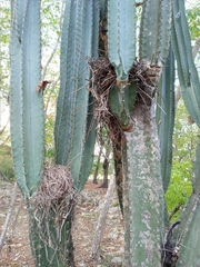 Cereus hexagonus
