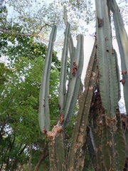 Cereus hexagonus