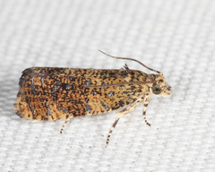 Olethreutes astrologana