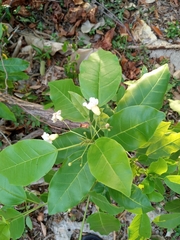 Pittosporaceae