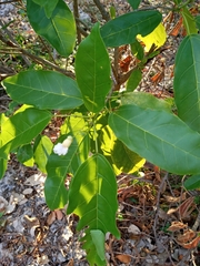 Pittosporaceae