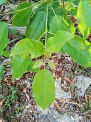 Pittosporaceae