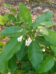 Pittosporaceae