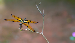 Rhyothemis variegata