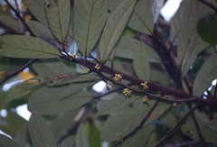 Litsea stocksii