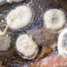 Plagioecia patina - Photo (c) Christine Morrow, μερικά δικαιώματα διατηρούνται (CC BY-NC), uploaded by Christine Morrow