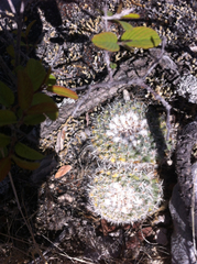 Mammillaria parkinsonii
