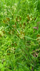 Chaerophyllum aureum
