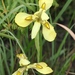 Large Yellow Moraea - Photo (c) Sharon Louw, some rights reserved (CC BY-NC), uploaded by Sharon Louw