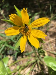 Balsamorhiza