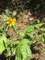 Balsamorhiza