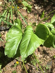 Balsamorhiza