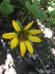 Balsamorhiza
