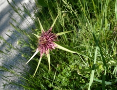 Tragopogon porrifolius porrifolius